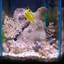 35 gallons saltwater fish tank (mostly fish, little/no live coral) - saddleback puffer, clownfish, yellow tail damsel, longhorned cowfish