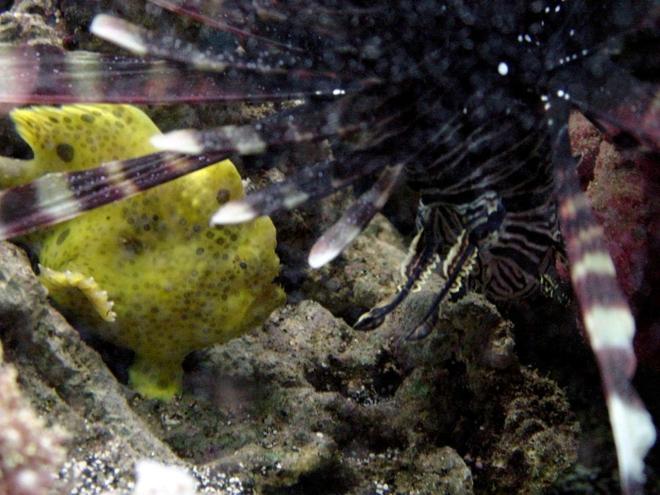 saltwater fish - antennarius maculatus - yellow angler stocking in 50 gallons tank - Warty and Mofasa talk how big is too big to eat