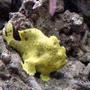 saltwater fish - antennarius maculatus - yellow angler stocking in 50 gallons tank - warty