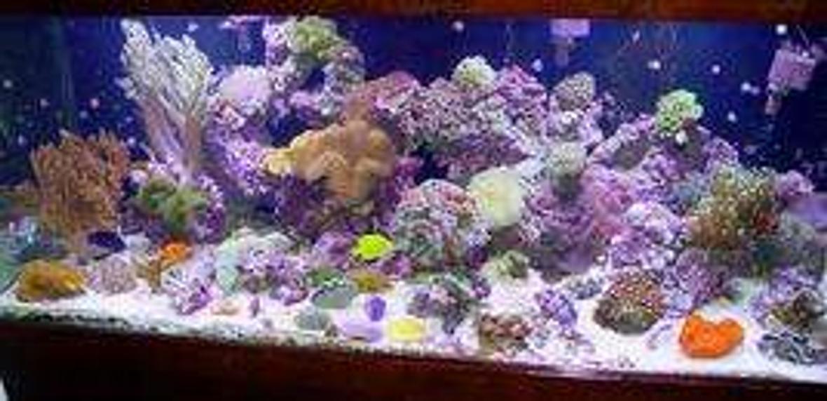 5 gallons reef tank (mostly live coral and fish) - cvbc
