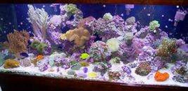 5 gallons reef tank (mostly live coral and fish) - cvbc