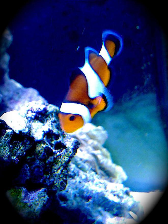 saltwater fish - amphiprion percula - true percula clownfish stocking in 9 gallons tank - My favourite fish in the tank. My Clownfish. He's a cute one.