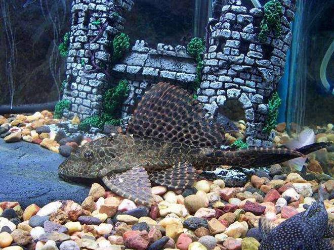 freshwater fish - glyptoperichthys gibbiceps - sailfin pleco (l-83) stocking in 50 gallons tank - 2 & a half year old sailfin Plecostamus..