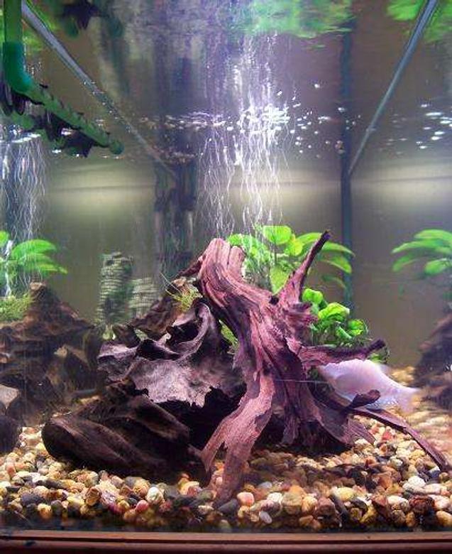 50 gallons planted tank (mostly live plants and fish) - side view of one of my tanks