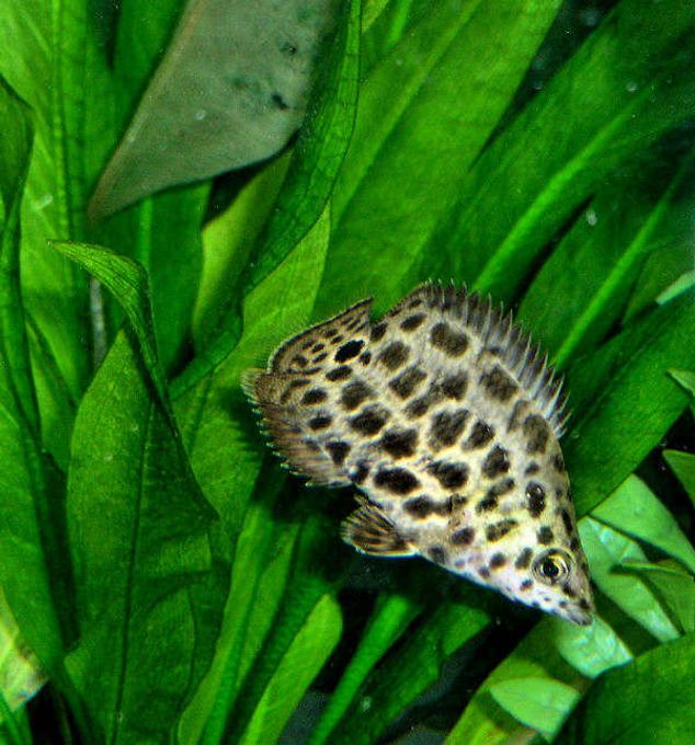 freshwater fish - ctenopoma acutirostre - leopard ctenopoma stocking in 210 gallons tank - The Leopard Ctenopoma, also known as the Spotted Climbing Perch, is part of the Bush Fish group of the family Anabantidae. These "climbing fish" are patient predators often remaining still among plants waiting for food to pass by. The Leopard Ctenopoma is one of the more colorful species of the Ctenopoma genus. 
The Leopard Ctenopoma requires a densely planted aquarium with roots and driftwood in which to hide. Somewhat aggressive, this fish should be kept with other fish of similar size. 

Ctenopoma acutirostre is a bubble-nest builder. Slightly acidic (pH 6.5-7.0), very soft (dH 2-4), and warm water (79-82°F) is necessary for breeding. The fry should be fed live food such as brine shrimp. 

Carnivores, Leopard Ctenopomas will eat live, frozen, and prepared foods such as krill or ocean plankton, as well as floating pellet food.