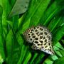 freshwater fish - ctenopoma acutirostre - leopard ctenopoma stocking in 210 gallons tank - The Leopard Ctenopoma, also known as the Spotted Climbing Perch, is part of the Bush Fish group of the family Anabantidae. These "climbing fish" are patient predators often remaining still among plants waiting for food to pass by. The Leopard Ctenopoma is one of the more colorful species of the Ctenopoma genus. The Leopard Ctenopoma requires a densely planted aquarium with roots and driftwood in which to hide. Somewhat aggressive, this fish should be kept with other fish of similar size. Ctenopoma acutirostre is a bubble-nest builder. Slightly acidic (pH 6.5-7.0), very soft (dH 2-4), and warm water (79-82°F) is necessary for breeding. The fry should be fed live food such as brine shrimp. Carnivores, Leopard Ctenopomas will eat live, frozen, and prepared foods such as krill or ocean plankton, as well as floating pellet food.