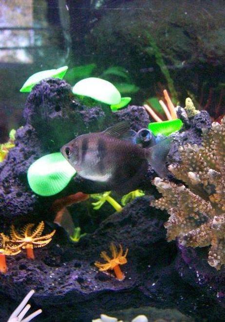 freshwater fish - hyphessobrycon herbertaxelrodi - black neon tetra - ??Half Moon Tetras??