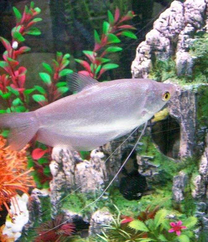 freshwater fish - trichogaster microlepis - moonlight gourami - Moonlight Gourami..