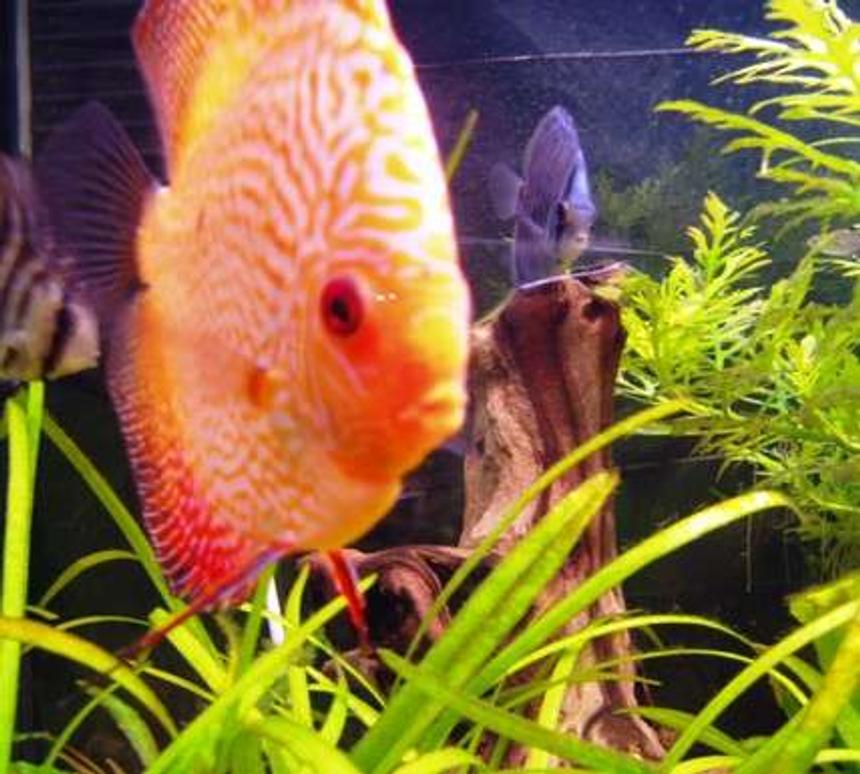 Rated #828: Freshwater Fish - Symphysodon Sp. - Red Leopard Discus Stocking In 98 Gallons Tank - Inquisetive Discus.