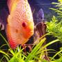 freshwater fish - symphysodon sp. - red leopard discus stocking in 98 gallons tank - Inquisetive Discus.