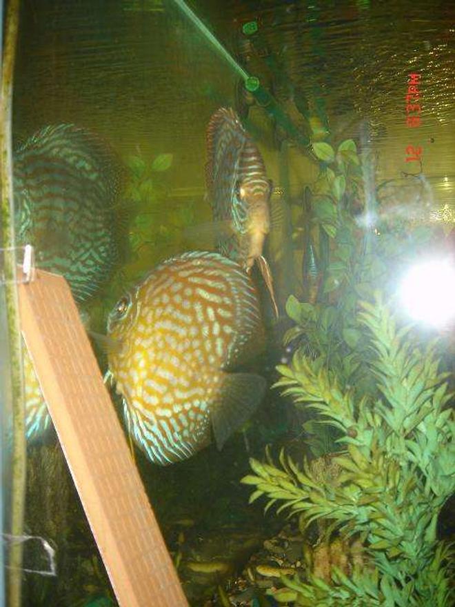 freshwater fish - symphysodon aequifasciata - green discus stocking in 50 gallons tank - discus pair