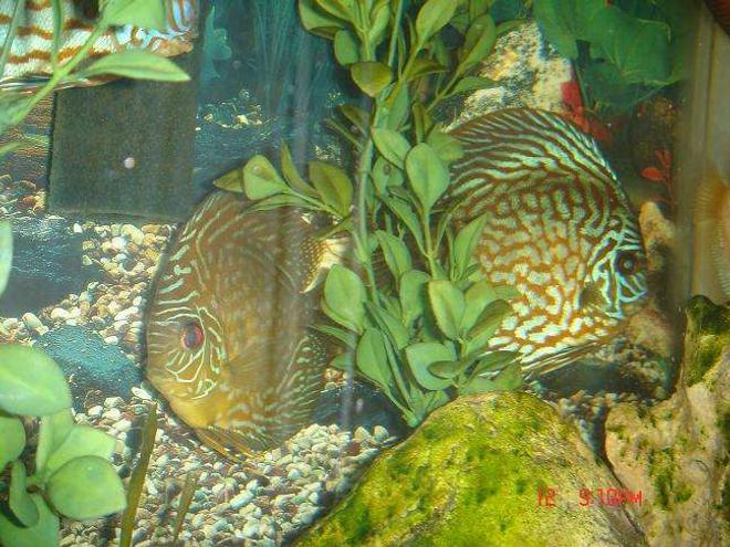 freshwater fish - symphysodon aequifasciata - green discus stocking in 50 gallons tank - Discus Pair