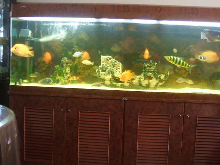 Rated #374: 190 Gallons Freshwater Fish Tank - Previous fish tank