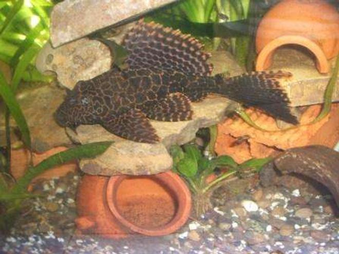 freshwater fish - glyptoperichthys gibbiceps - sailfin pleco (l-83) stocking in 70 gallons tank - pleco1