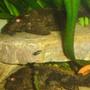 freshwater fish stocking in 70 gallons tank - pelco 2