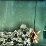 saltwater fish - dendrochirus brachypterus - fuzzy dwarf lionfish stocking in 5 gallons tank - fuzzy lion dwarf..this pic isnt too bad! i like it...