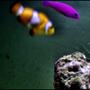 saltwater fish - amphiprion percula - true percula clownfish stocking in 5 gallons tank - blurred nemo with my brothers latest fish the purple people eater...i forgot his name...
