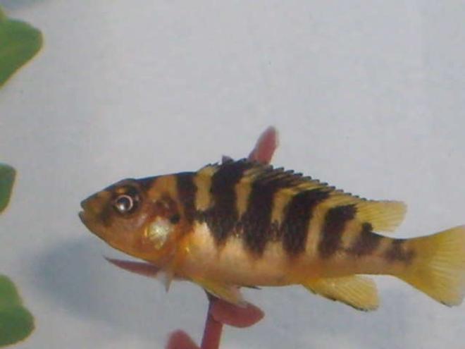 freshwater fish - pseudotropheus crabro - bumblebee cichlid stocking in 30 gallons tank - my bumble bee mbuna the smallest one in the tank bad news he has past away