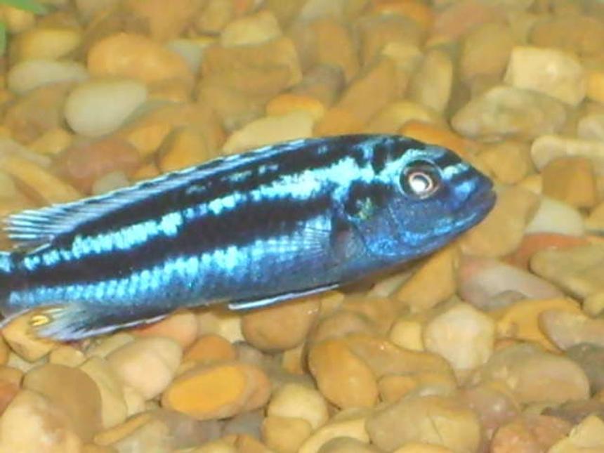 Rated #1681: Freshwater Fish - Melanochromis Johannii - Johanni Cichlid Stocking In 30 Gallons Tank - myelectric blue johannii who is not with us anymore he was sucked into the filter