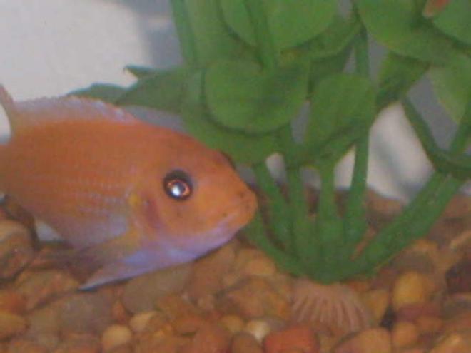 freshwater fish - pseudotropheus estherae - red zebra cichlid stocking in 30 gallons tank - my red zebra the big boy of the tank