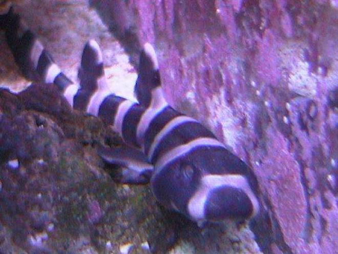 saltwater fish - chiloscyllium punctatum - cat shark, black banded stocking in 55 gallons tank - my son loves sharks so I got him an egg and it hatched on christmas day, we aptly named him baby Jesus.