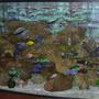 90 gallons freshwater fish tank (mostly fish and non-living decorations) - 90 gallon bowfront tank and african cichlids