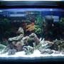 50 gallons saltwater fish tank (mostly fish, little/no live coral) - MY TANK