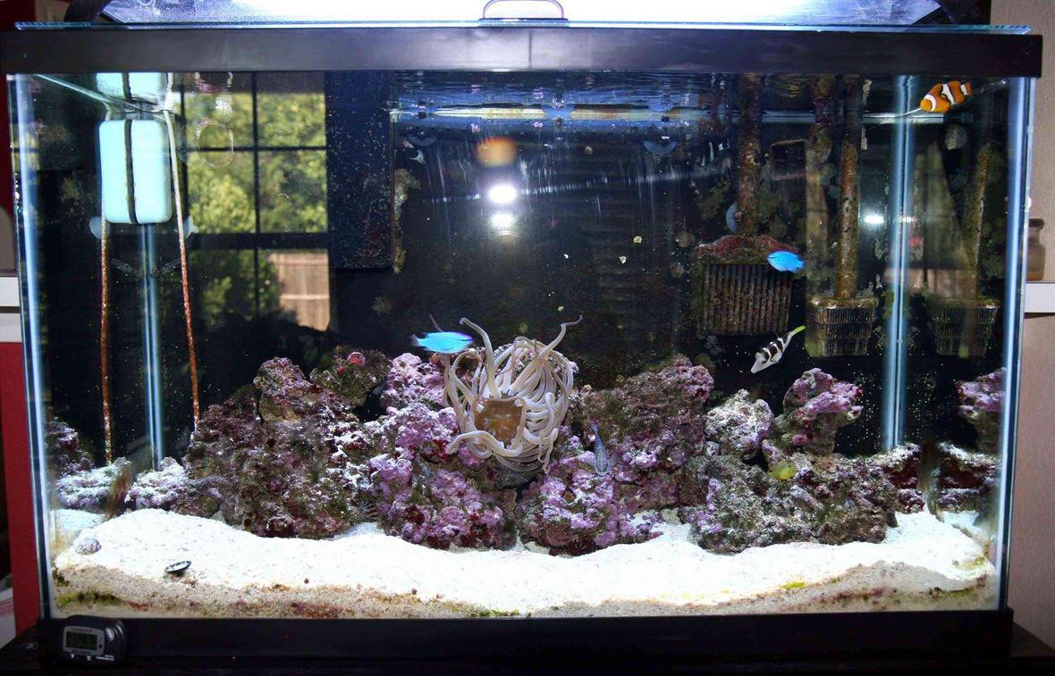 29 gallons saltwater fish tank (mostly fish, little/no live coral) - First salt water tank, 29 gal.
