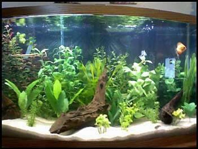 46 gallons freshwater fish tank (mostly fish and non-living decorations) - Sorry, its a camera phone....
This is my 46 gallon bow front with a wide variety of fish that are camera shy
