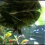 freshwater fish - pantodon buchholzi - african butterflyfish stocking in 46 gallons tank - My Butterfly