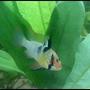 freshwater fish - papiliochromis ramirezi - german blue ram stocking in 46 gallons tank - The battling Ram!!!!!