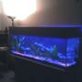 fish tank picture - blue lights