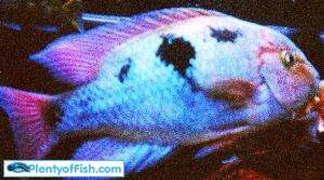 freshwater fish stocking in 125 gallons tank - my aragini 12inch