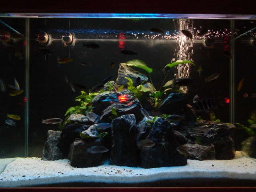 Rated #106: 42 Gallons Freshwater Fish Tank - African rift lake. 3x2x2
lotsa fish
over $1500 retail just fish
run by massive sump in the cabinet with just coral rubble....