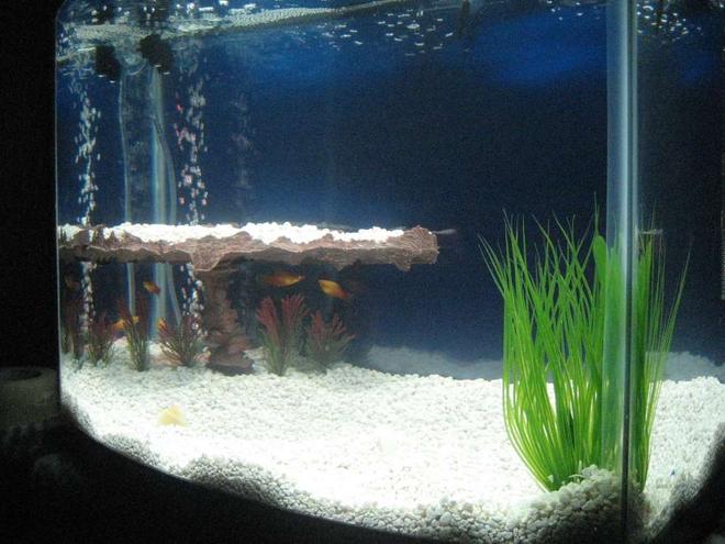 28 gallons freshwater fish tank (mostly fish and non-living decorations) - When we had our Sunburst Platys