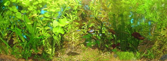 55 gallons planted tank (mostly live plants and fish) - Forest of Tranquility