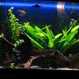 20 gallons freshwater fish tank (mostly fish and non-living decorations) - my tank - 20 gallon