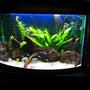 fish tank picture - my tank - 20 gallon