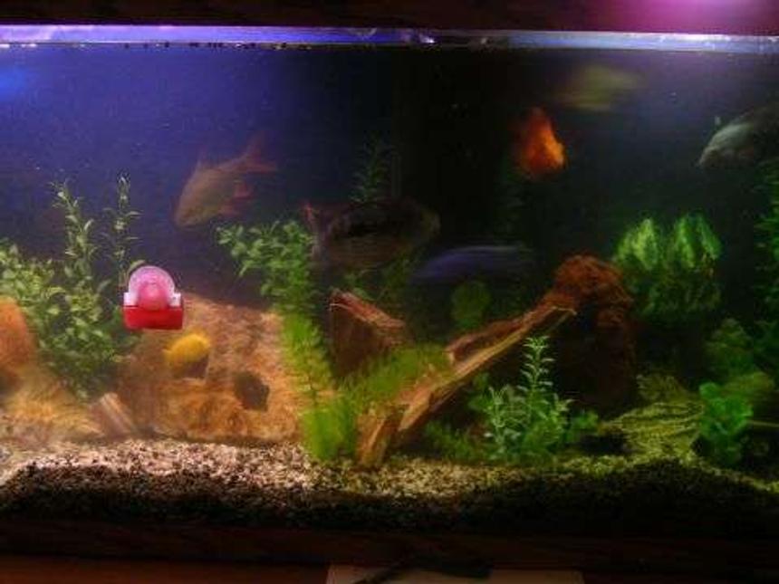 Rated #404: 55 Gallons Freshwater Fish Tank