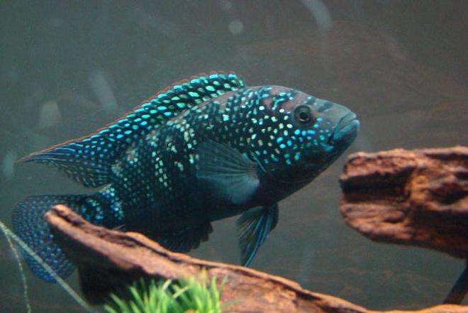 freshwater fish - nandopsis octofasciatum - jack dempsey stocking in 55 gallons tank - This is my Jack Dempsey Cichlid.