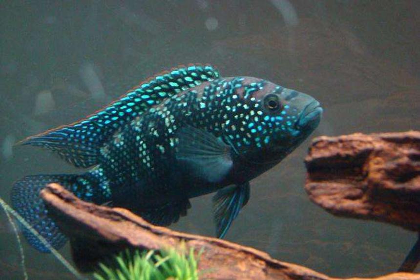 Rated #684: Freshwater Fish - Nandopsis Octofasciatum - Jack Dempsey Stocking In 55 Gallons Tank - This is my Jack Dempsey Cichlid.