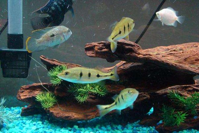 freshwater fish - cichlia ocellaris - peacock bass stocking in 55 gallons tank - This is a group picture of some of my fish.