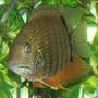 freshwater fish - heros serverus - green severum stocking in 110 gallons tank - Petey my 6" Green Severum. He's gettin so big :)