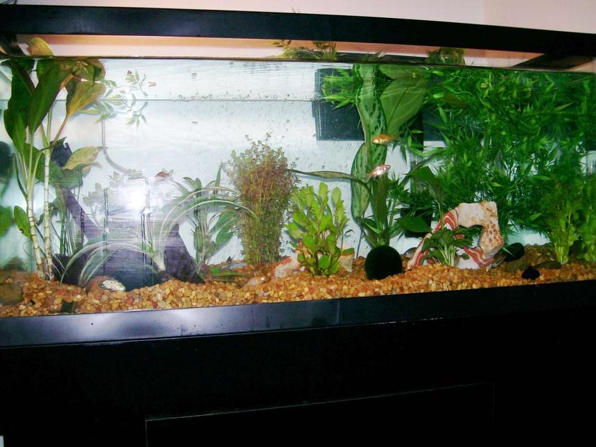 Rated #376: 40 Gallons Freshwater Fish Tank - front view of the tank of newly started tank...sorry about the big glare spot! anything i can improve? please leave me a comment to let me know!