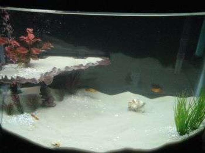 28 gallons freshwater fish tank (mostly fish and non-living decorations) - We replaced the white rock with filter sand and we like it a lot better.  There hasn't been any problems so far! Now we have 1 Peppered Cory, 2 Sunburst Platy's, 5 Neon Tetras, and a Crawdad!  Not shown in the picture