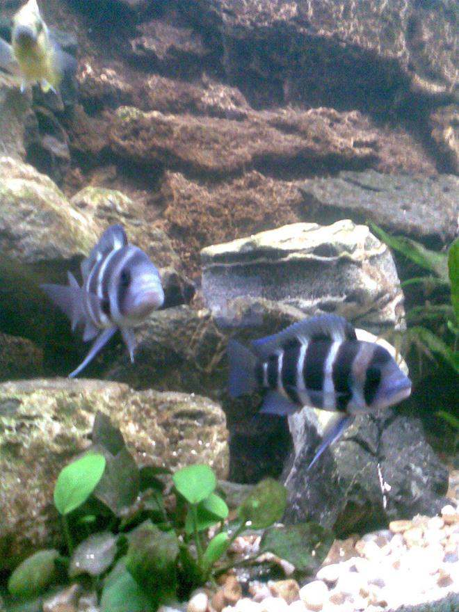 freshwater fish - cyphotilapia frontosa - frontosa cichlid stocking in 120 gallons tank - frontosa!
sorry,another dodgy picture with my camera phone.