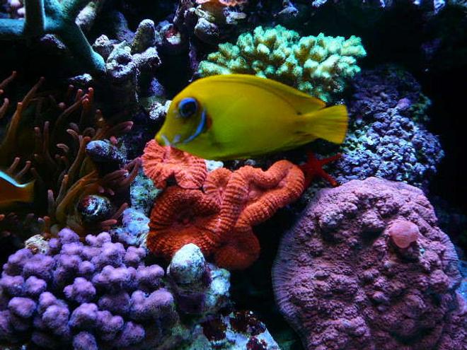 corals inverts - lobophyllia hemprichii - brain coral, lobophyllia stocking in 110 gallons tank - colors-31'' deep