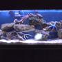 55 gallons saltwater fish tank (mostly fish, little/no live coral) - 55 gallon Saltwater tank