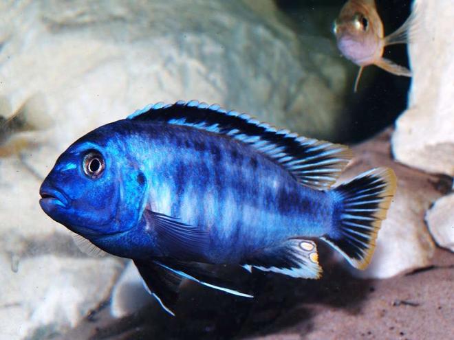 freshwater fish - pseudotropheus saulosi stocking in 87 gallons tank - One of two male Pseudotrophius Saulosi
