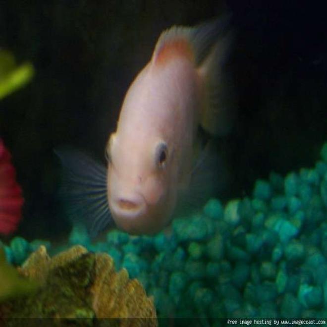 freshwater fish - archocentrus nigrofasciatus - pink convict cichlid stocking in 29 gallons tank - My pink convict